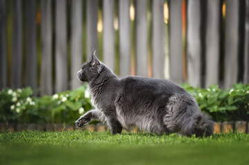 grey maine coon cat walking in the garden, profile view