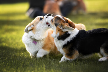 two funny corgi puppies playing on grass in summer