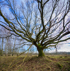 Eiche im Frühjahr laublos