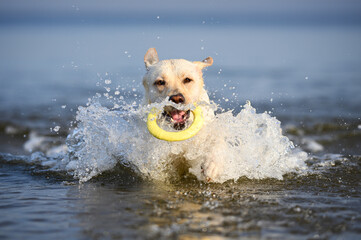 yellow labrador dog swimming in water with a ring toy