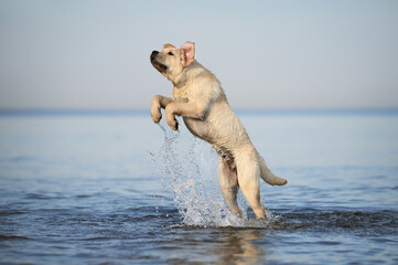 Obraz premium labrador puppy jumping up in the sea