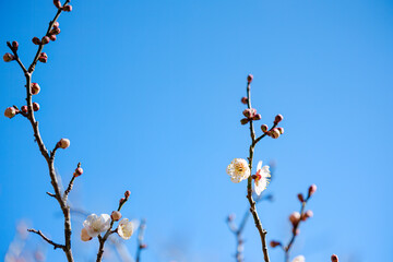 梅の花