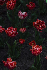 Close-up of blooming red tulips.