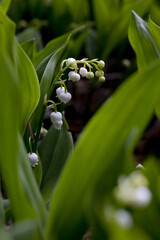 Natural background with blooming lilies of the valley.