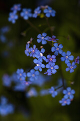 Forget-me-not flower macro with bright green leaves.