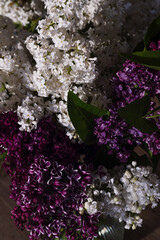 Purple, pink and white wonderful blooming Lilac.