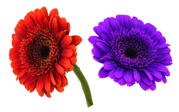 Set of small red and purple gerbera flowers (germini) isolated on white or transparent background