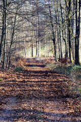 a forest trail destoyed by boars