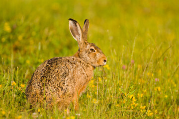 Rabbit, hare in summer in wild nature, useful for hunt articles, Slovakia