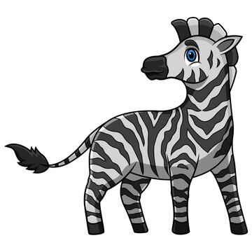 Cartoon funny zebra on white background