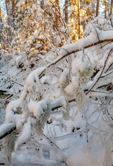 Winter landscape with snow-covered trees, a river in the forest