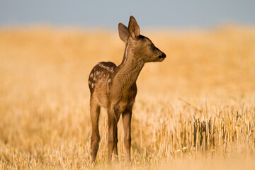 Very young blind and sick roe deer in summer wild nature, Slovakia 