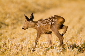 Very young blind and sick roe deer in summer wild nature, Slovakia 