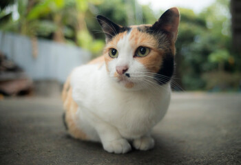 Tricolor cat sitting on the floor in the garden, selective focus