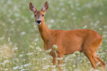 Roe deer in spring nature, Slovakia wildlife