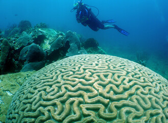 a scuba diver and a large brain coral in the crystal clear waters of the caribbean sea
