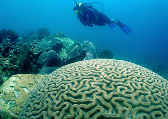 Naklejka na ściany i meble a scuba diver and a large brain coral in the crystal clear waters of the caribbean sea