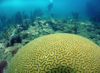 a scuba diver and a large brain coral in the crystal clear waters of the caribbean sea