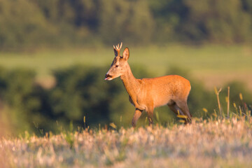 Roe deer in spring nature, Slovakia wildlife