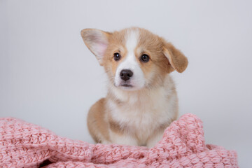 welsh corgi puppy isolated on white background, cute pets