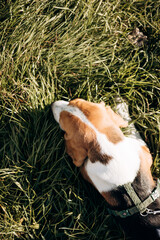 Top-Down View of a Beagle Dog Sniffing Green Grass