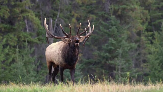 A bull elk bugling during the rut, showcasing the primal and majestic nature in 4K