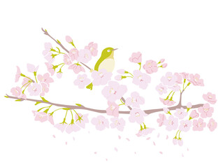 桜とメジロのイラスト（背景なし）
