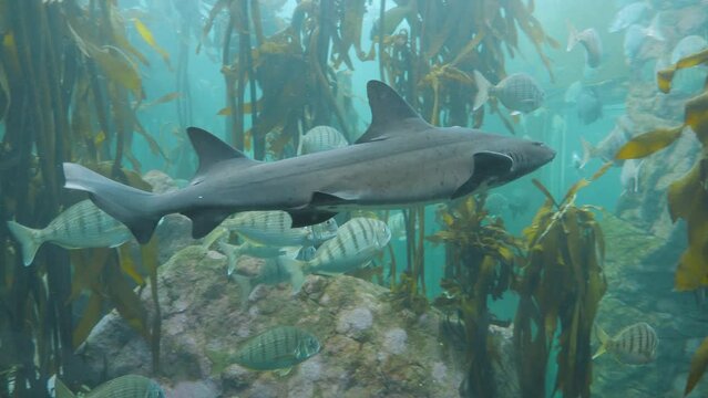 Sharptooth Houndshark joins school of striped Sheepshead fish in tank