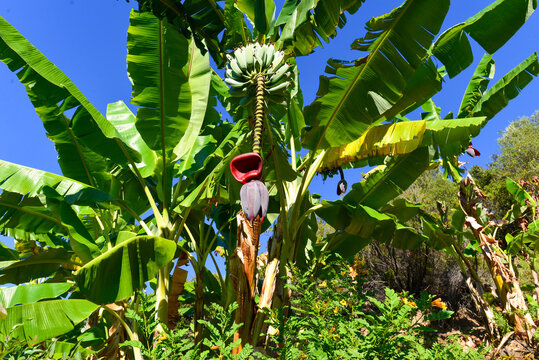 Bananen (Musa) in Kreta