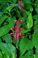 Odontonema strictum – Firespike