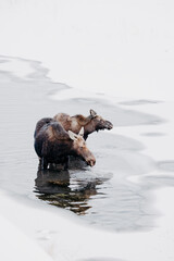 Wyoming moose in Gros Ventre river in the snow and ice