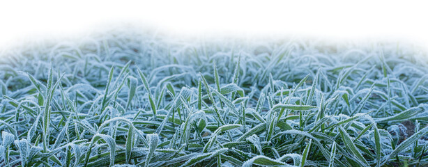 Gras mit Raureif freigestellt