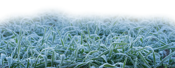 Gras mit Raureif freigestellt
