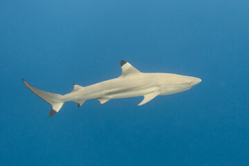 Blacktip reef shark in the blue sea. Carcharhinus melanopterus