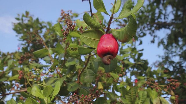 cashew seed on a tree with selective focus and blurred background