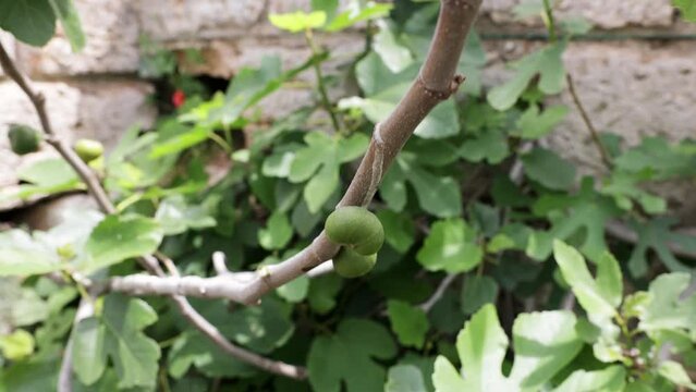 Fig Tree With Fruits Swaying As The Wind Blows During Sunny Day. Close Up