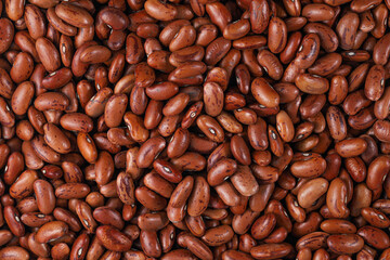 Pinto Beans (Frijoles pintos, Speckled bean, Feijao carioca, Common bean, Phaseolus vulgaris)