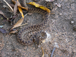 Madagascar Cat Snake, Madagascarophis colubrinus, crawls out of thickets..Isalo National Park