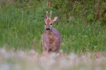 Foto auf Leinwand Young roe deer in spring wildlife nature, Slovakia  © Dominik