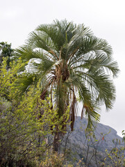 Fototapeta na wymiar Endemic palm, Ravenea glauca Andringitra National Park. Madagascar.