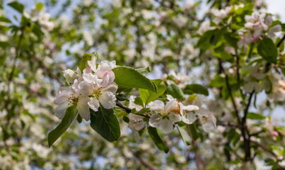 Flowers of the fruit tree 