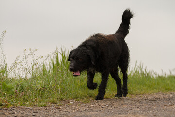 Running black dog in nature, Slovakia