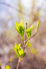 Spring background with fresh green leaves appearing from buds. Tree branches at sunlight.