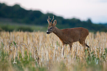 Roe deer in rut in wildlife nature,spring, summer, Slovakia 