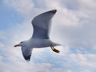 Low angle view of a seagull flying in the air, spreading wing, beautiful blue sky white cloud background