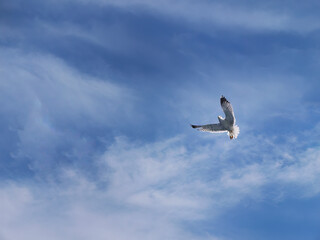 Low angle view of a seagull spreading wings flying in the air,beautiful blue sky white cloud background