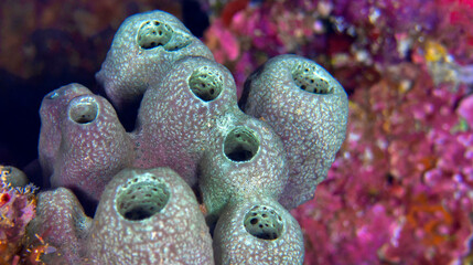 Tube Sponge, Bunaken National Marine Park, Bunaken, North Sulawesi, Indonesia, Asia