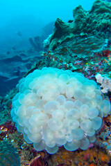 Bubble Coral, Stony Coral, Plerogyra sinuosa, Coral Reef, Lembeh, North Sulawesi, Indonesia, Asia