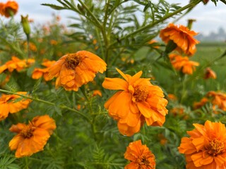 Wet marigold flower with orange color on the field and panoramic background behind it.