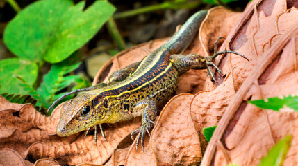 Lizard, Tropical Rainforest, Corcovado National Park, Osa Conservation Area, Osa Peninsula, Costa Rica, America